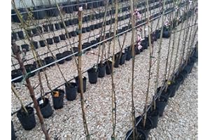 VIVAIO SANTABERNADETTA Pera Moscatella Pianta in Vaso Varietà Pera Moscatella - 1 Pianta