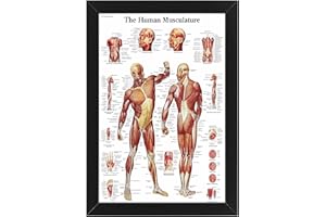 AllStarMedia Muscle System Human Body System Anatomical Poster Educational Chart - A Unique Gift for Students, Hospital, Classroom A3 (30x42cm) - Muscular (Unframed)