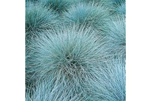 Carbeth Plants Blue Festuca Intense Ornamental Grass - 3 x 10.5cm Garden Ready Shrubs – Evergreen Plant for Rockeries and Borders - Outdoor Plants All Year Round