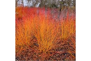'Midwinter Fire' Dogwood/Cornus sanguinea in 9cm Pot 3fatpigs®