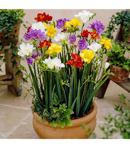 Tulpenzwiebeln Winterhart - Robuste Blumenzwiebeln Für Garten & Balkon