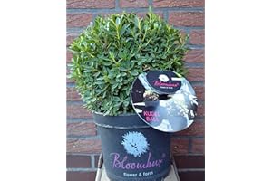 PLANTENWELT !!WELTNEUHEIT!! Bloombux® – flower & form by INKARHO® Kugel 30-35 im 5 Liter Pflanzcontainer