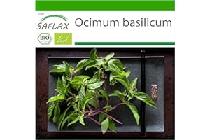 SAFLAX - BIO - Basilico tailandese - 250 semi - Ocimum basilicum