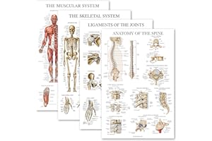 Palace Learning 4 Pack - Anatomical Poster Set - Laminated - Muscular, Skeletal, Ligaments of the Joints, Anatomy of the Spine - Anatomy Chart Set (LAMINATED, 18'' x 24'')