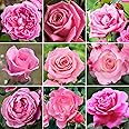 GardenersDream Pink Rose Bush Potted - Outdoor Garden Plants Ready to Plant - Climbing Roses for Gardens with Fragrant Flower Rose Trees - Colourful Roses for Outdoor Garden - (20-50cm Incl. Pot)