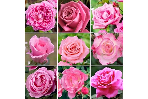 Somptueux Rosier Rose en pot | Rosiers de jardin haut de gamme avec fleurs colorées en été