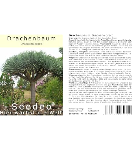 10 Samen Kanarischer Drachenbaum Dracaena Draco, Exot, Bonsai,  Zimmerpflanze : Amazon.de: Garten