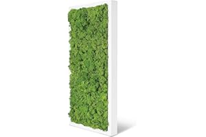 naturewalls Moosbild Islandmoos - Pflanzenbild Vollholz-Rahmen - XXL - Weiß | 60 x 30 cm