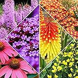 8x Pflanzen für Garten | 8er Stauden Set | Schmetterlinge und Bienen Blumenmischung | Höhe 25-35 cm | Topf-Ø 13 cm