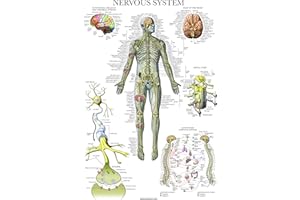 Palace Learning Nervous System Anatomy Poster - LAMINATED - Autonomic Nervous System & Brain Anatomical Chart - 18" x 24"