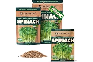 ZenGreens® - Organiczne nasiona szpinaku - Wybierz pomiędzy 10, 200 g i 500 - nasiona szpinaku o zdolności kiełkowania ponad 97% - nasiona szpinaku kiełki