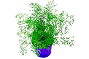Florapartner Dill Pflanze Anethum graveolens Kräuter Pflanzen 1stk.