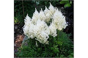 1 x Astilbe Arendsii 'Germany' (Hardy / Perennials / Perennials / Perennials) Splendid Spiere – White/White – Great Play of Colours – Very Bees and Insect Friendly – by Stauden Gänge