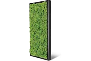 naturewalls Moosbild Islandmoos - Pflanzenbild Vollholz-Rahmen - XXL - Schwarz | 60 x 30 cm