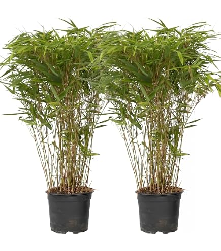 BALDUR Garten 3x Roter Bambus 'Chinese Wonder' winterhart, Pflanzen im 13  cm-Topf, Fargesia jiuzhaigou No.1 bildet keine Wurzelauslufer, schnell  wachsend, pflegeleicht : Amazon.de: Garten