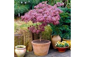 GARDENERSDREAM 1 árbol o arbusto de arce japonés púrpura Acer 'Atropurpureum' en maceta para jardín.