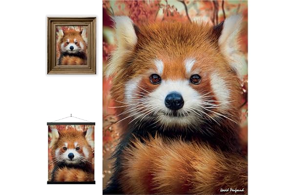 3D LiveLife Affiche Murales Lenticulaires Bébé Panda Roux de Deluxebase. Poster de Lapin 3D sans Cadre. Décoration Murale Parfaite. Oeuvre Originale sous Licence Artiste Renommé, David Penfound
