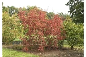 PLANTAPRO Euonymus europaeus 60–100 cm – Winterhart, Mehrjährig, Pflegeleicht – Pfaffenhütchen – Heckenpflanze für Garten & Sichtschutz