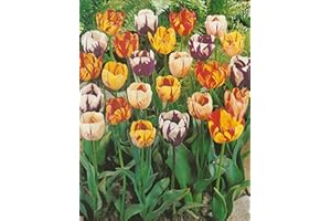 BLUMENHANDEL ULLRICH 100 Gemischte Rembrandt Tulpenzwiebeln Blumenzwiebeln