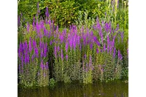 Lincolnshire Pond Plants Ltd - Marginal Aquatic Pond Plant - (Lythrum Salicaria) - 1Ltr Potted