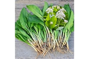 Woodland bulbs® 25 x Wild Garlic Bulbs - Allium Ursinum - UK Grown Freshly Lifted Bulbs - Ready for Planting Now UK - Spring Flowering Bulbs - Trusted UK Seller