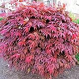 Ahorn palmatum"Atropurpureum" | Fächerahorn | Grün-rotes Blatt | Höhe 50-60cm | Topf-Ø 19cm