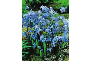 BLUMENHANDEL ULLRICH 100 Scilla Siberica Blausternchen in Blau Blumenzwiebeln