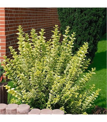 Goldliguster Ligustrum ovalifolium Aureum Solitaire 150-175 cm high in 15  litre plant container : Amazon.de: Garden