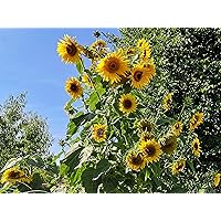 50 Samen große gelbe Sonnenblume Höhe bis 4m, viele Blüten, Helianthus Sonnenblumensamen Saatgut, hohe viele gelbe…