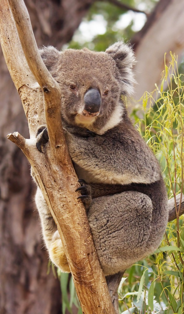 Koala Bear Wallpaper -- HD Wallpapers of Koala Bears! : Amazon.co.uk