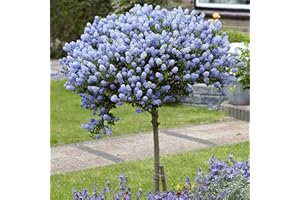YouGarden Pair of Hardy Californian Lilac Ceanothus Standard Trees, Established Plants in 3L Pots, 80-90cm Tall, Blue Flowers, UK Hardy Garden Plants