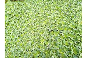TUBIS-DE AQUA Muschelblume Pistia stratiotes 10 Stc. 6-10cm Schwimmpflanze Aquarium Teich Wassersalat