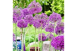 Woodland bulbs® 50 x ALLIUM BULBS ‘PURPLE SENSATION’ Summer Flowering Bulbs - Garden Perennials Plants Bulbs Flowers - Perfect For Bees - Plant in Flowerbeds & Borders - Bulbs Size 10/12 (FREE UK P&P)
