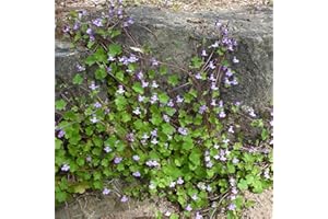 Blumixx Stauden Cymbalaria muralis - Mauer-Zimbelkraut, im 0,5 Liter Topf, hell-violett blühend