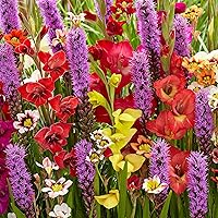 50x Blumenzwiebeln Mix | Gemischte Farben | Gladiolus, Sparaxis, Liatris Spicata | Sommerblumen Samen | Blumen Garten…