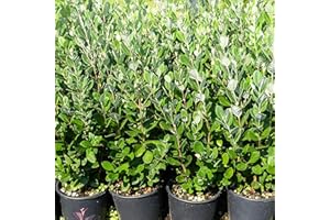 AZIENDA AGRICOLA TEMPESTI STEFANIA Feijoa Sellowana, 2 piante con altezza 40/60 cm, vaso Ø16 cm