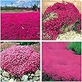 200+ Seeds- Magic Red Creeping Thyme Seeds for Planting Heirloom Perennial Flower for Home Garden Planting