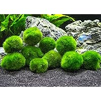 Aquatic Arts 10 Marimo Moos Kugeln, 2,5 cm