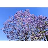 30 Jacaranda Seeds (Jacaranda Mimosifolia)