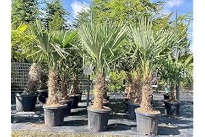 SUNNY TREE Trachycarpus Fortunei - Palma cinese, 140-160 cm, altezza tronco 30-35 cm, resistente fino a -18°C, vaso Ø 33 cm