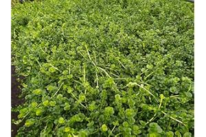 TUBIS-DE AQUA 1 Bund Lysimachia nummularia Pfennigkraut, Aquarienpflanzen, Teichpflanzen lebende Aquarienpflanzen