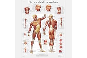 3B Scientific Tablica do nauki laminowana - ludzkie muskulatury