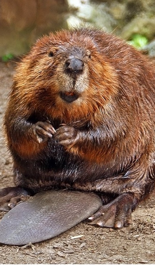 Baby Beaver Wallpaper – HD Wallpapers of Baby Beavers!: Amazon.co.uk