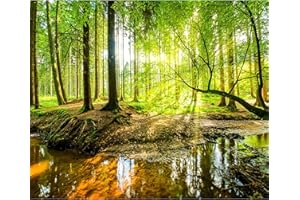 decomonkey - Papier Peint Intissé Foret Nature 150x105 cm - Panoramique Image XXL Maison Chambre Déco Photo Murale Décorative Tenture Murale pour Appartement Décoration Salon