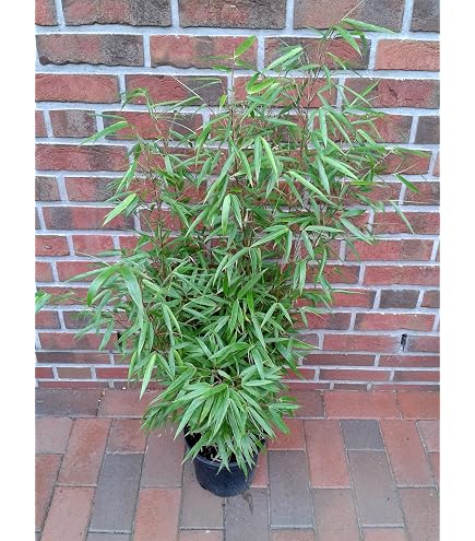 Fargesia rufa C2-2 Liter - Schirmbambus - Heckenbambus : Amazon.de: Garten