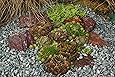 12 Stk. Stauden Sempervivum - Mix