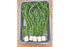 TUBIS-DE AQUA 5 Bund Egeria Densa/Wasserpest Aquariumpflanzen wasserpflanzen