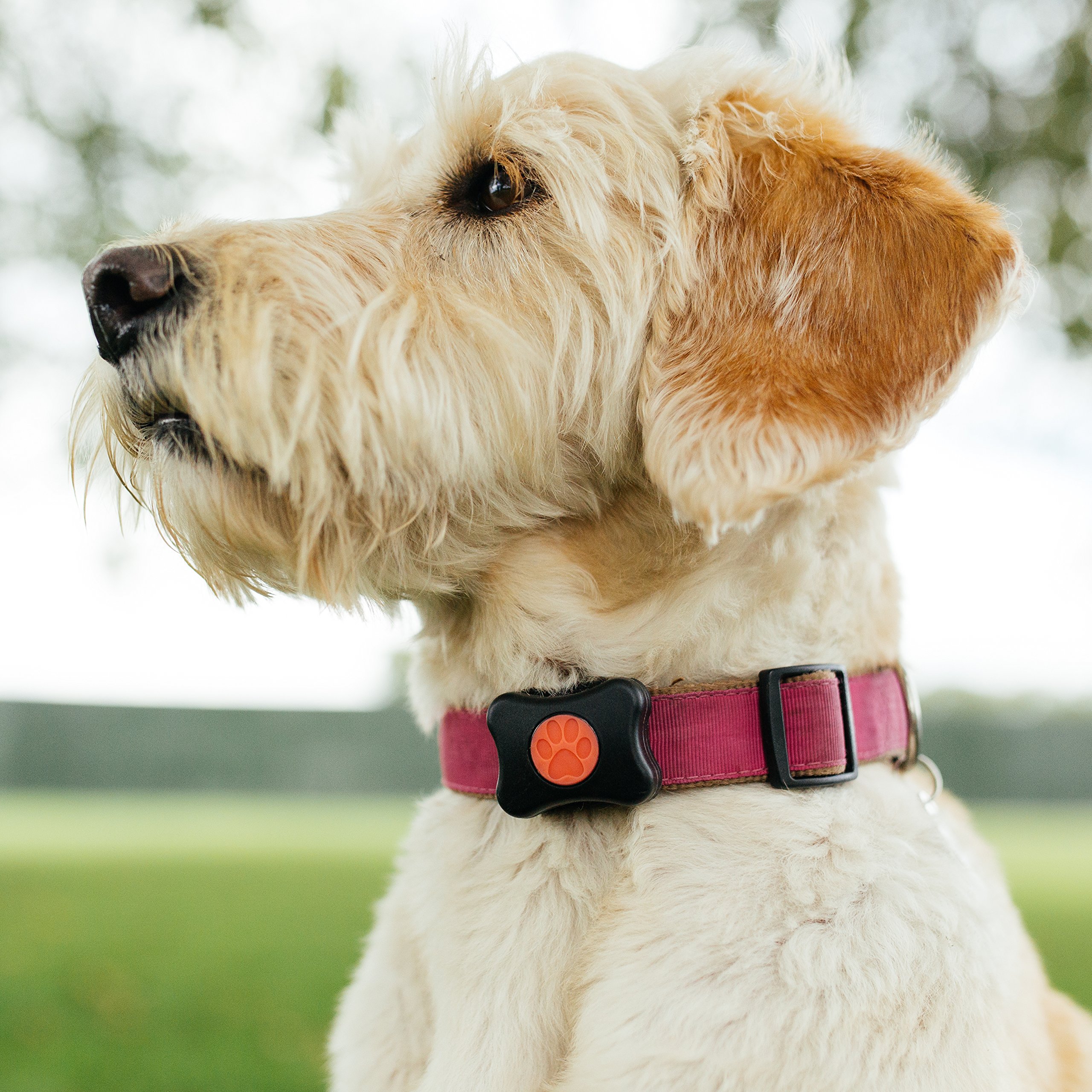 pitpat dog monitor