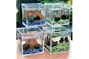 VERDE VIVO Coppia di Alga Marimo Chladophora Aegagropila in cubo di plexiglass 10x10cm con ghiaino decorativo e roccia