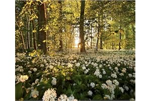 decomonkey - Papier Peint Panoramique Foret Nature 350x256 cm - Décoration murale moderne – Tapisserie décorative pour chambre salon - Des arbres fleurs forêt feuilles nature paysage